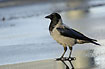 Hooded Crow at water puddle