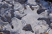 Ice formations - Air bubbles under the ice