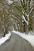 Road with snowcovered trees