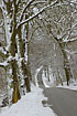 Road with snowcovered trees