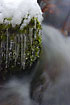 Icicles from moss covered rock at a stream