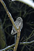 Tawny Owl in winter mood