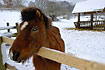 Curious horse at snow covered field