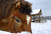 Close-up of horse in a cold winter