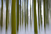 Creativ forest landscape in motion - spruce trees with snow at the forest floor