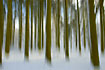 Creativ forest landscape in motion - spruce trees with snow at the forest floor