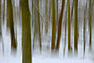 Creativ forest landscape in motion - beech trees with snow at the forest floor