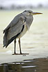 Young Grey Heron resting on frozen lake