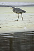 Young Grey Heron at a frosen lake