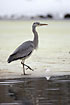 Young Grey Heron at a frosen lake