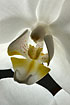 Close-up of orchid