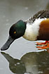 Shoveler with its big bill reflected in the ice