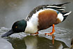 Shoveler filtering the water with its specially designed bill