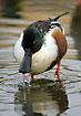 Shoveler filtering the water with its specially designed bill
