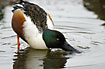 Shoveler filtering the water with its specially designed bill
