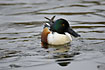 Shoveler with water droplets from the bill