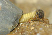 A caddisfly larvae hiding behind a rock (studio photo)