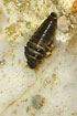 Larva of the Marsh beetle Helodes sp. (studio photo)