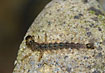 A caseless caddis larvae of the genus Rhyacophila (studio photo)
