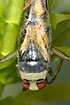 Close up of a backswimmer with huge eyes