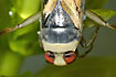 Close-up of backswimmer with huge eyes