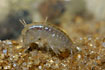 Photo ofFreshwater shrimp (Gammarus pulex). Photographer: 