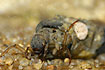 Close-up of a hairy caddisfly larva (sturdio photo)