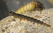 Caddisfly larvae on a rock (Limnephilidae indet og Rhyacohila sp.)