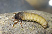 Caddisfly larva on rock (studio photo)