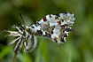 A fresh swallowtail - Zerynthia cerisy cypria - resting