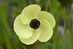 Foto af  (Ranunculus asiaticus). Fotograf: 