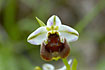A cyprus bee orchid
