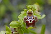 Foto af Larnaca-Ophrys (Ophrys flavomarginata). Fotograf: 