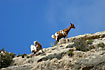 Goats on rocks