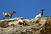 Goats on a rock
