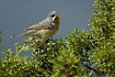 Photo ofSubalpine Warbler (Sylvia cantillans). Photographer: 