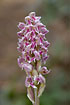 Photo ofDense-flowered Orchid (Neotinea maculata). Photographer: 