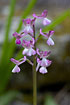 Photo ofGreen-winged Orchid (Orchis syriaca). Photographer: 