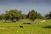 Goats in a stony grassland