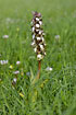 A gigantic orchid in a field of grass