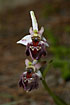 Photo ofEyed Bee-Orchid (Ophrys argolica elegans/Ophrys elegans). Photographer: 