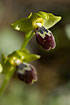 Foto af Israelsk Ophrys (Ophrys israelitica). Fotograf: 