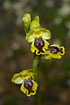 Foto af Gul Ophrys (Ophrys lutea). Fotograf: 