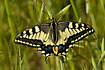 A sunbathing Swallowtail