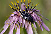 A Chafer Beetle eating nectar on a Tragopogon sinuatus