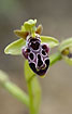 An endemic cyprus bee orchid