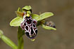 An endemic cyprus bee orchid