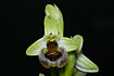 Photo ofBornmuellers Ophrys (Ophrys bornmuelleri). Photographer: 