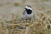 White Wagtail behind yellow grass