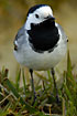 "Giant" White Wagtail